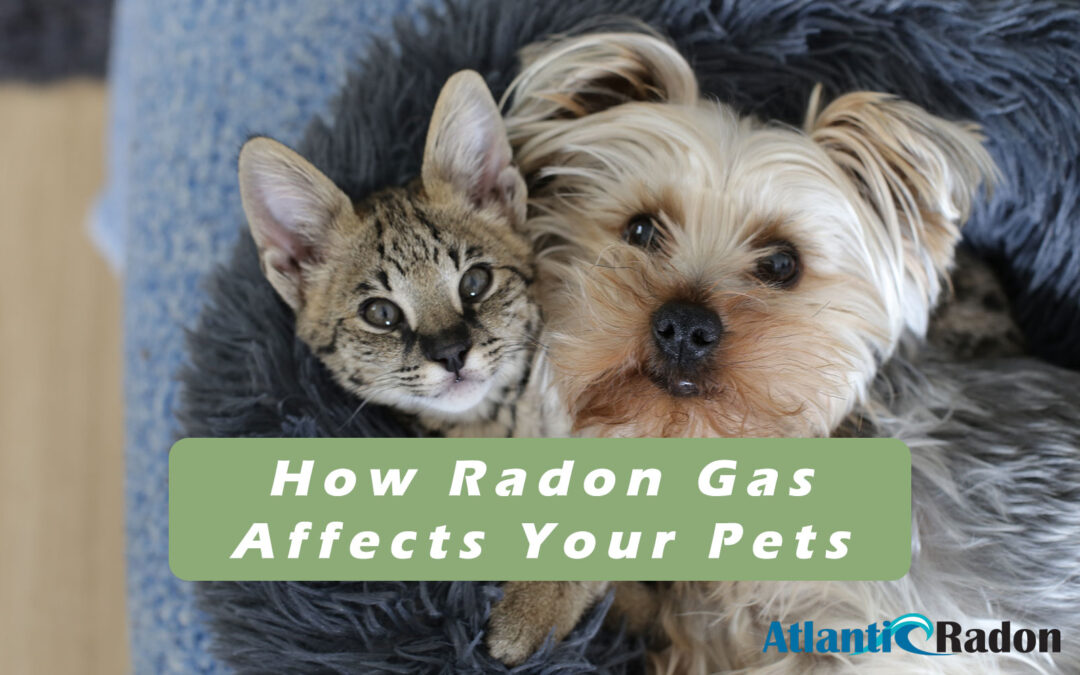 How Radon Affects Your Pets